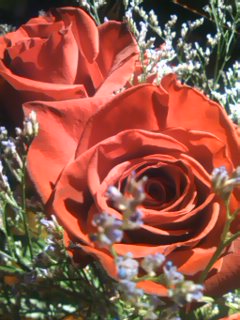 薔薇
