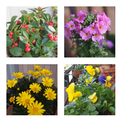1ベランダのお花