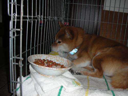 食べたくないです