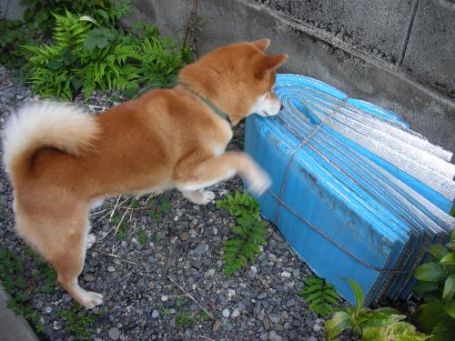 追い込み中1