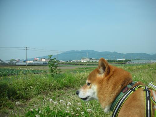 広い畑