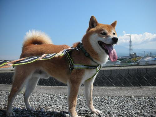 お散歩