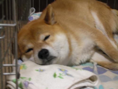 ねむねむ