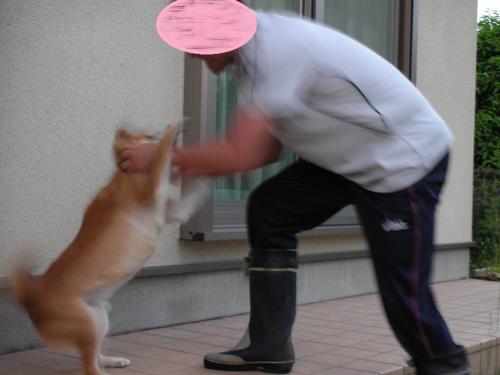 ガウガウ