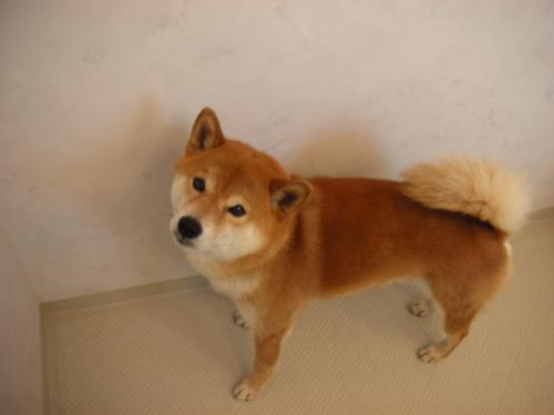 訴え