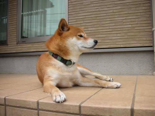 のんびり日曜
