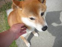 桜太だよ