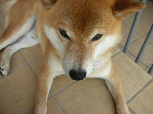 眉毛犬