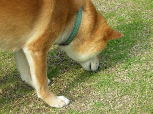 追跡