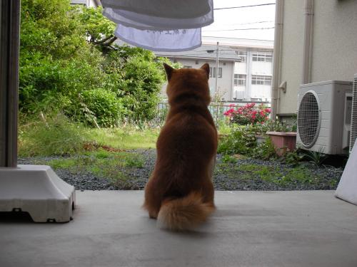 庭を愛でる