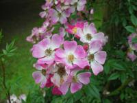 薔薇1