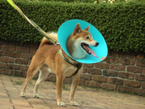 さんぽ2