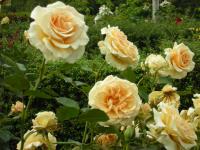 薔薇2