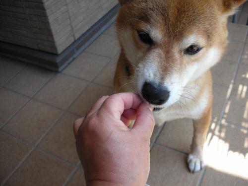 かぷっ