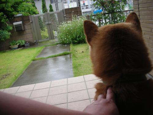 土曜日は雨
