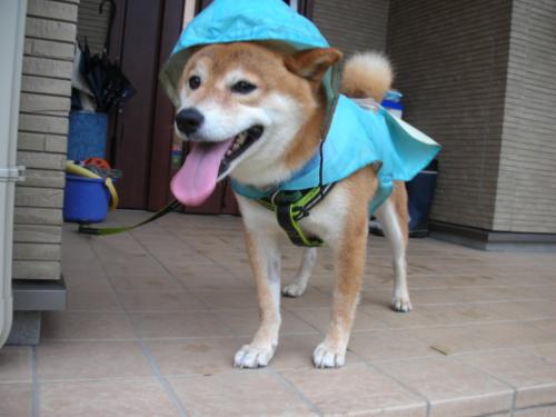 かっぱ1