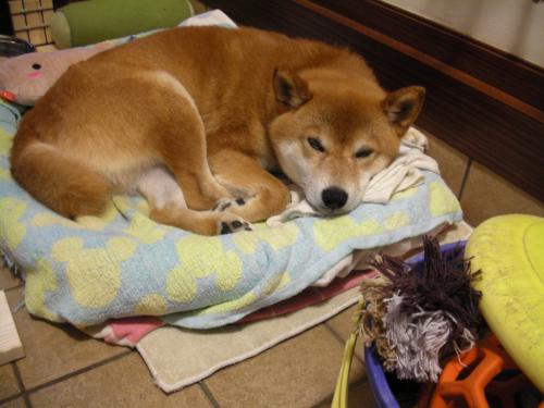 眠れない
