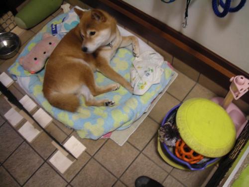 台風真っ直中 日本男子犬 桜太です