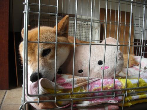 クマまくら1