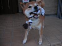 どうだっ