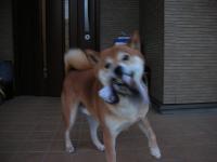 じゃ~ん