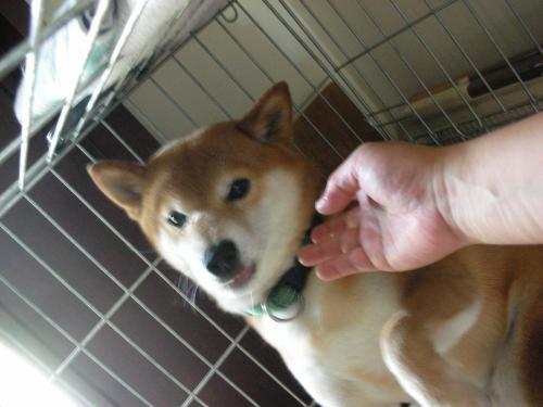抵抗