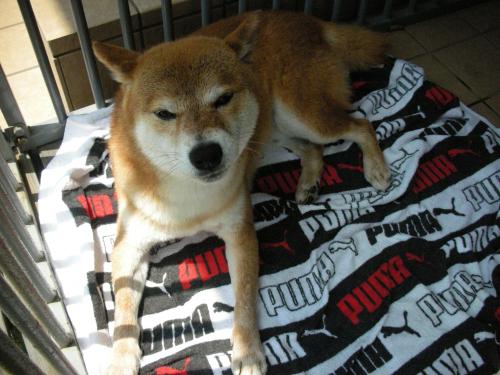 干される