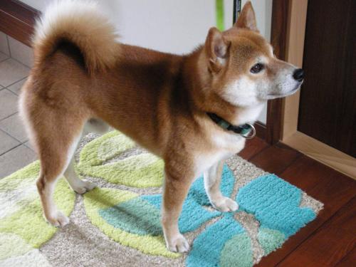 お家に侵入