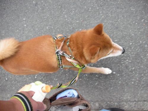 散歩にGo