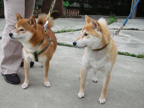 何?