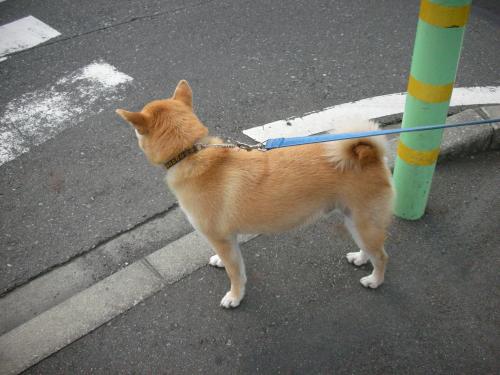 信号待ち