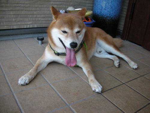 暑い~