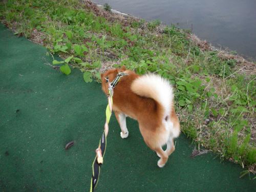 土手の道