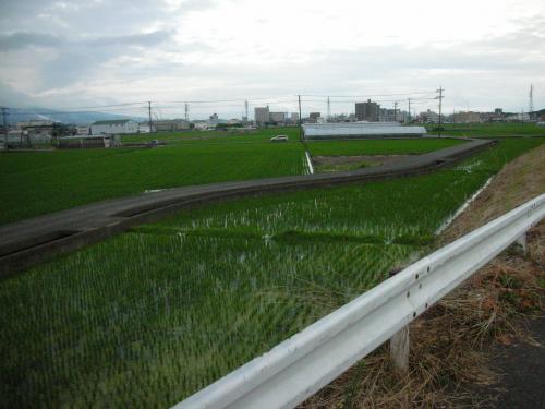 広い広い田んぼ
