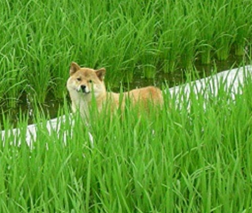 迷子犬