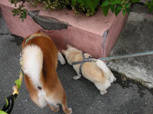 情報収集