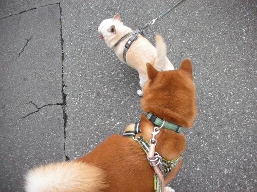 ついて行く