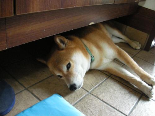ダウン