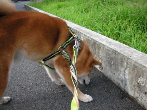 クンクン