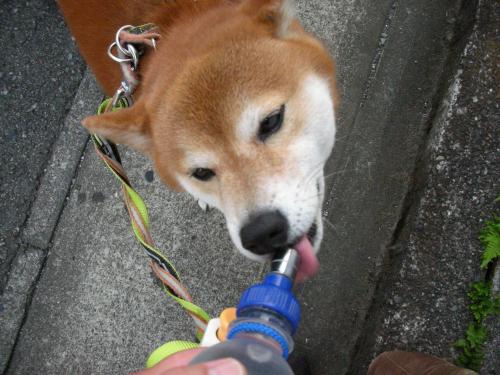 お水をください