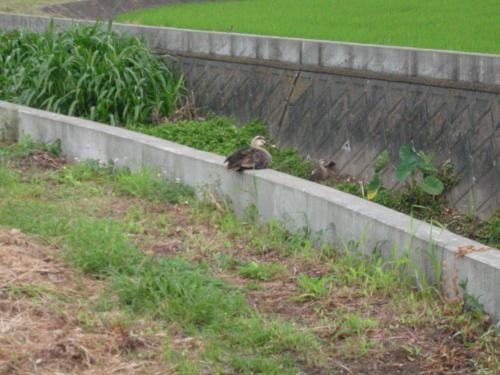 かも