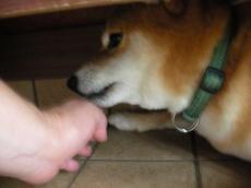 やだよ~