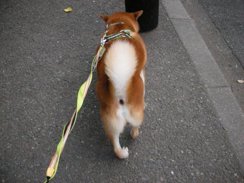 駆け足
