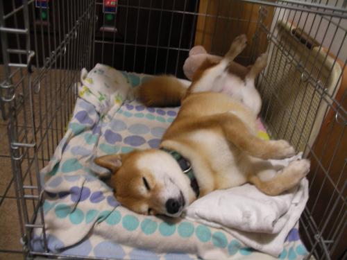 ぐっすり