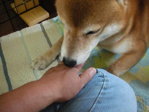 甘える