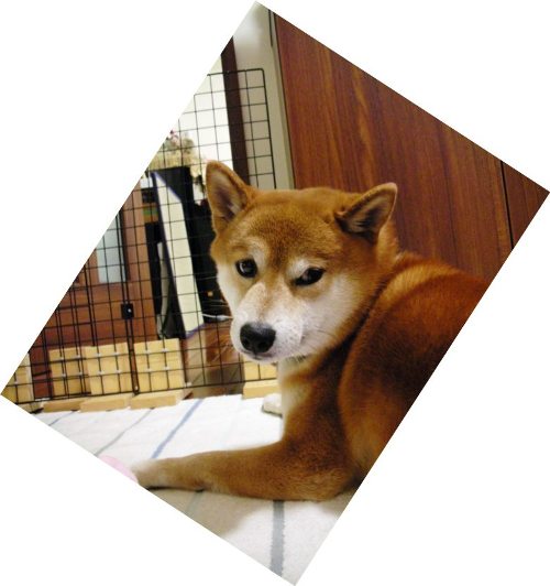 めいわく