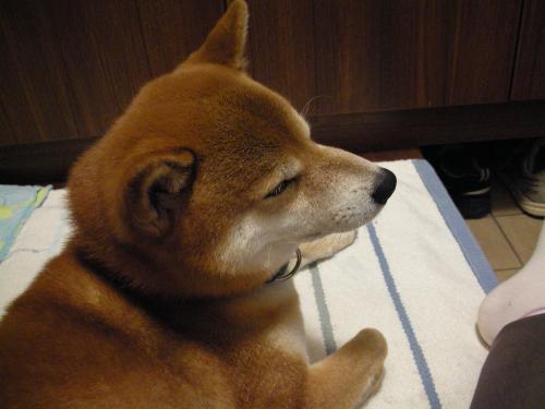 甘える