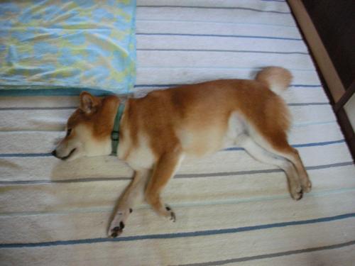 ダラリン