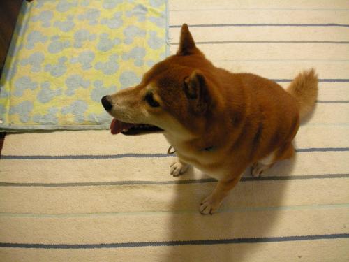 期待