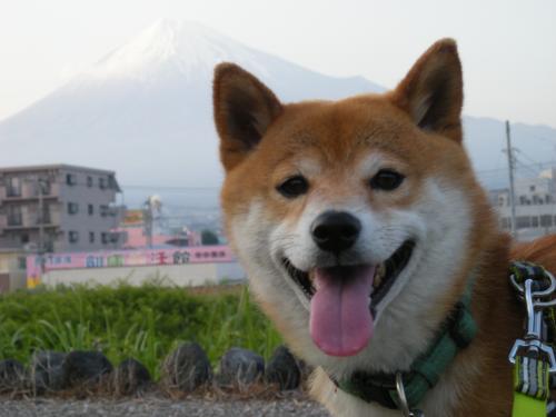 まゆげ